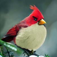 Angry Birds 2 Red