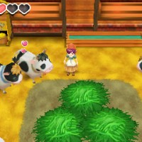 Story of Seasons personnage et vaches