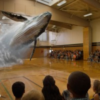 Une baleine dans un gymnase